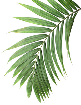 tropical green palm leaf on transparent background png file