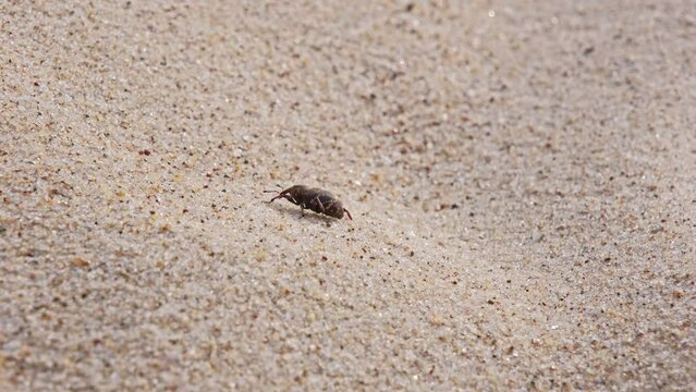Pissodes Pini Weevil Beetle Bug Laboriously Slowly Climbing Up Beach Sand Dune