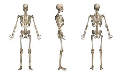 男性の骨格方位別一覧・モデル２（白背景） - obrazy, fototapety, plakaty