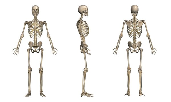 男性の骨格方位別一覧・モデル２（白背景）
