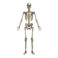 男性の全身骨格図・モデル２・正面から（白背景）