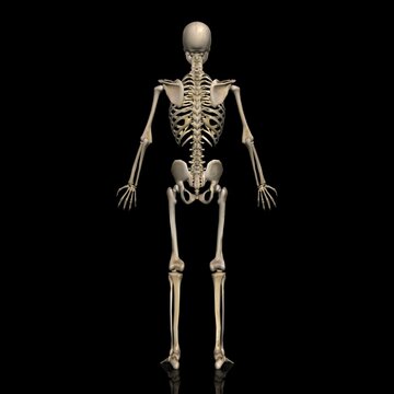 男性の全身骨格図・モデル２・背面から（黒背景）