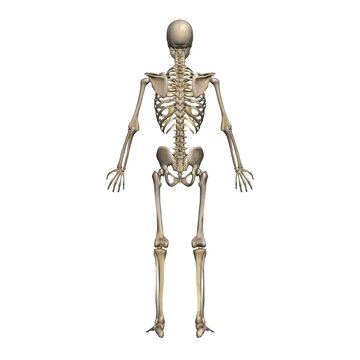 男性の全身骨格図・モデル２・背面から（白背景）