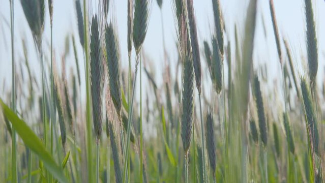 Herringbone pattern visible on green barley plants swaying in field, close-up