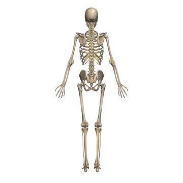 女性の全身骨格図・モデル２・背面から（白背景）
