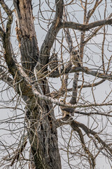 A mother Great Horned Owl and two of her young perched in a tree