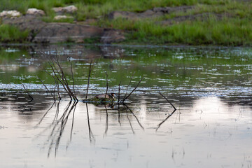 Podiceps cristatus. Great crested grebe in the nest during incubation.