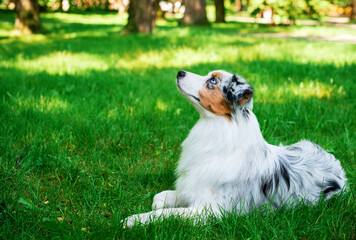 A dog of the Australian Shepherd breed lies on the green grass on the background of the park. The dog is tricolor and nine months old. She looks up. Has blue eyes. The photo is blurred