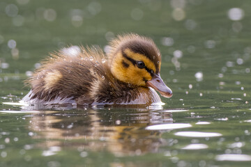 Low angle mallard duckling