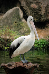 white pelican