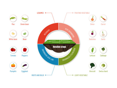 Circular Infographic: Discover the Crops in Each Crop Rotation..circular diagram with seed to crop icons on a white background.