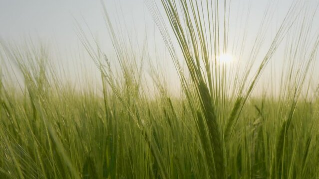 Green barley sway gently in field backlit by setting sun, zoom shot