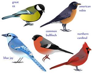Collection of birds in colour image: american robin, blue jay, common bullfinch (eurasian bullfinch), great tit, northern cardinal (redbird, red cardinal)
