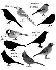 Collection of birds in black-white image and silhouette:  american robin, blue jay, common bullfinch (eurasian bullfinch), great tit, northern cardinal (redbird, red cardinal)