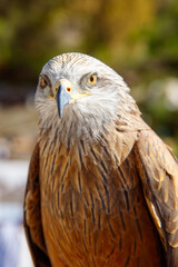 portrait of brown eagle