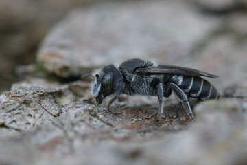 Closeup on a female Viper's Bugloss hooked small mason solitary bee, Hoplitis adunca