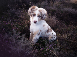 Hund Welpe Australian Shepherd Gesicht Nahaufnahme Wald Abendlicht Sonne Sonnenuntergang Outdoor
