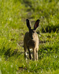 Feldhase Hase
