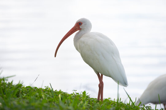 image of ibis bird fauna outdoor. ibis bird fauna. ibis bird fauna in wildlife.