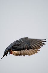 Pigeon in flight 