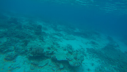 Fototapeta na wymiar Panoramic scene under water and blue background