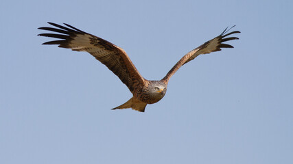 Nahaufnahme von einem Rotmilan im Flug