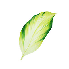 Watercolor realistic tropical illustration leaf isolated on white background. Beautiful botanical hand painted floral elements. For designers, spa decoration, postcards, wedding, greetings, wallpapers