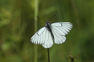 A rare Black-veined White Butterfly, Aporia crataegi, nectaring on a wildflower.