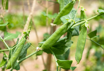 Growing pea fruit, close-up, vegetable garden, organic farm