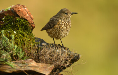 roquero rojo en la montaña en primavera