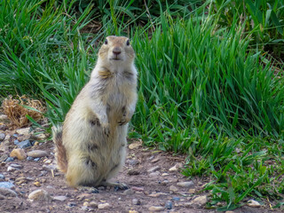 A Prairie dog standing during spring. Prairie dogs are herbivorous burrowing ground squirrels native to the grasslands of North America.