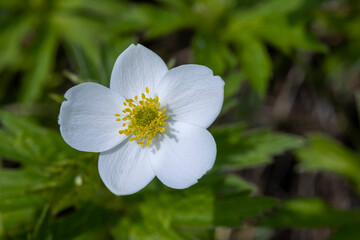 An Anemone parviflora flower, the northern anemone, or small-flowered anemone, is a herbaceous flowering plant species in the buttercup family Ranunculaceae.