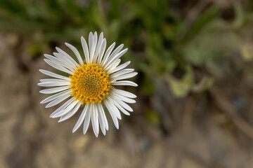 An Erigeron ochroleucus flower. A North American species of flowering plant in the family Asteraceae, called the buff fleabane or buff daisy. It is native to western Canada and USA.