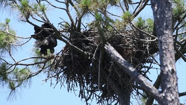Young eaglet flaps it's wings and moves around in the nest