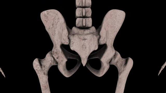 Human Body Skeleton Rotating with Hips Coccyx and Spine - Medical Animation