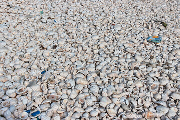 Some shells in the village on Fadiouth island, Senegal