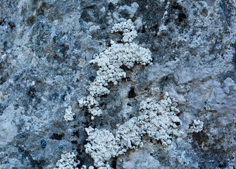 A group of lichens growing on a limestone rock with the dominant species Squamarina lamarckii (DC.) Poelt. - 609840442