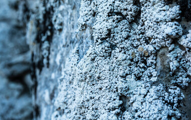 Lichen thallus squamulose with developed apothecia Squamarina lamarckii (DC.) Poelt on limestone rock. - 609840462