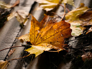 Yellow and orange color leaf on a roof. Autumn or fall time season nature background. Nobody.