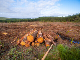Big pile of freshly cut pine trees ready for collection and transportation. Forestry industry. Natural material and firewood production. Cloudy sky.