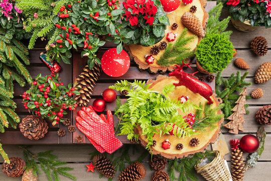 Winter plants, pine cones, Christmas decorations, wooden coasters, gardening gloves and deer figurine on table