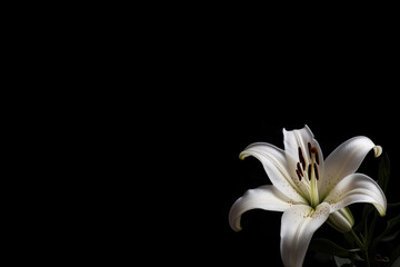 Flower white lilies in the corner on black background with space for text. Funeral concept. Generative AI