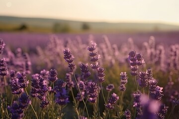 Obraz na płótnie Canvas Lavender flowers. Sunset over purple lavender field. Generative AI