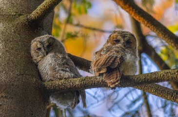 Peering into Nature's Wonders: Tawny Owl Siblings