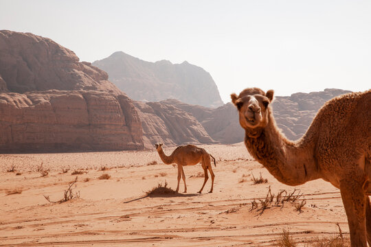 Camels in desert at sunny day