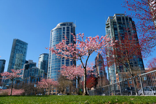 David Lam Park spring in big city cherry blossoms bright sky without clouds athletes in skyscrapers strolling pedestrians Canada Vancouver 2023