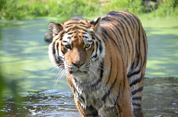 tiger in water