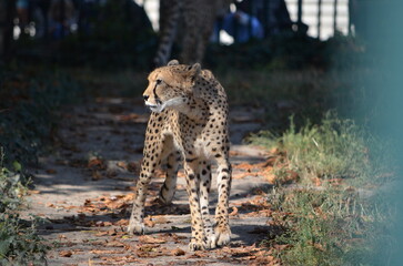 cheetah walking