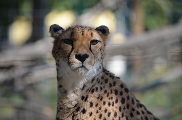 portrait of a cheetah