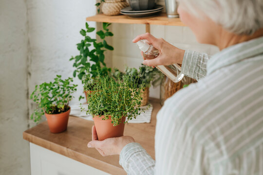 Woman spraying water on thyme plant in kitchen at home